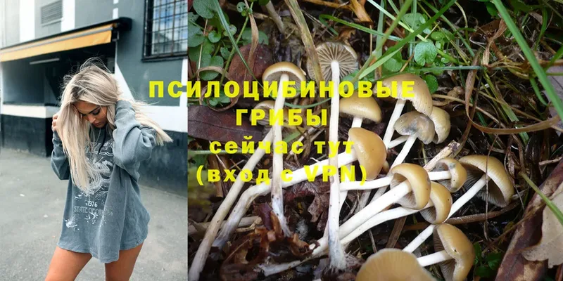 Галлюциногенные грибы Cubensis  где продают   Ковров 